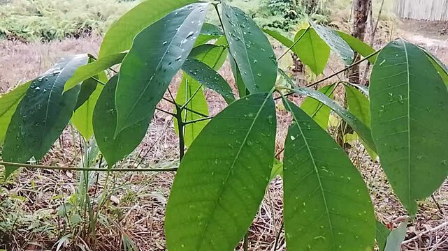  Young Rubber Tree Leaves With Raindrops