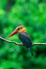 Fototapete Eisvogel Stork Billed Kingfisher Perching on a branch  © Ale