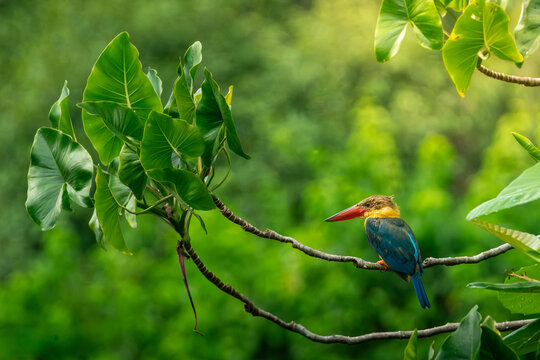 Stork Billed Kingfisher Perching on a branch