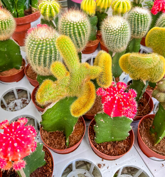 Collection of colorful grafted moon cacti and other cactus varieties displayed in small pots at a garden center. Bright ornamental succulents for home decoration and indoor plant collections.