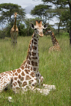 Jirafa sentada con cuello y postura completa de perfil en la sabana, Parque Queen Elizabeth, Uganda