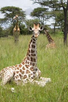 Jirafa beb&eacute; sentada mirando a c&aacute;mara con cuello completo en la sabana, Parque Queen Elizabeth, Uganda