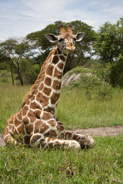 Jirafa beb&eacute; sentada con cuello y postura completa de perfil en la sabana, Parque Queen Elizabeth, Uganda