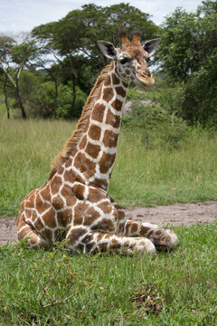 Jirafa sentada con cuello y postura completa de perfil en la sabana, Parque Queen Elizabeth, Uganda