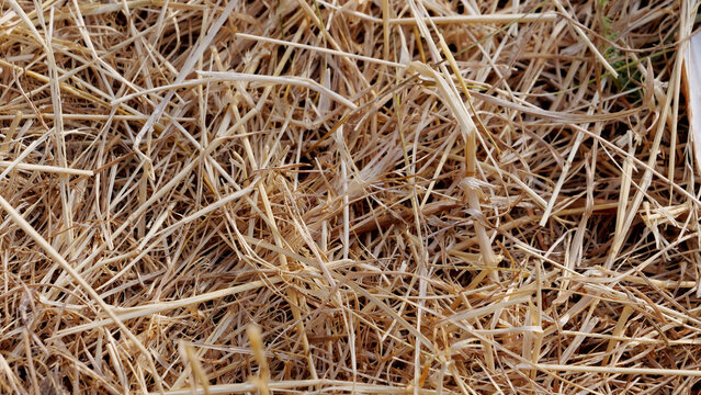 Straw, dry hay, agriculture, farm texture background of yellow dried grass, wheat stalk crop pattern