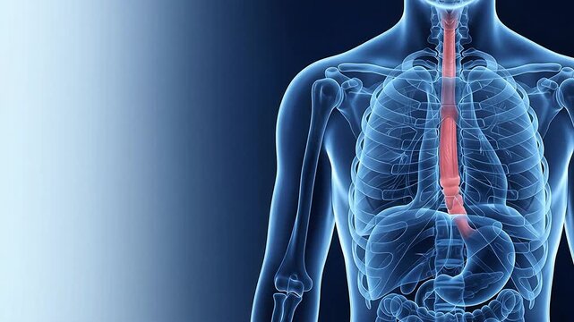 3D Medical Illustration of Human Esophagus Anatomy for Acid Reflux on Blue Background