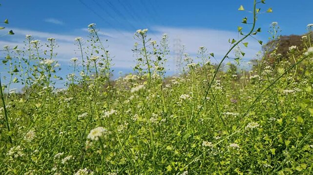 Wild shepherd's purse plants blooming in a lush green field under a clear blue sky on a sunny day.