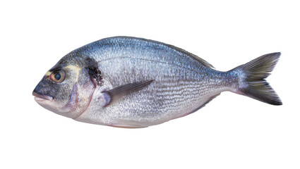 Fototapeta premium Whole raw sea bream fish with silver scales, isolated on transparent background