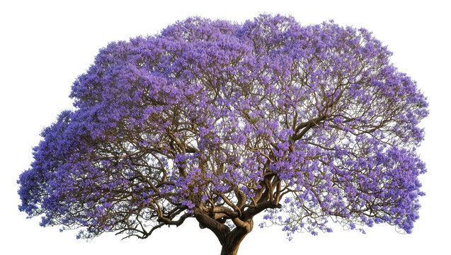 Blooming jacaranda tree with dense purple flowers, isolated on transparent background