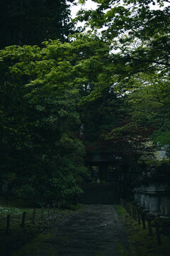 Rainy Forest Path Leading to a Traditional Japanese Shrine