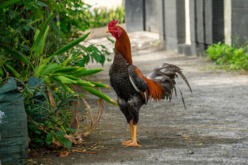 Thai rooster, a breed of chicken known for its tall, upright posture and long neck, is a breed of fighting chicken originating from Thailand. © Joshua Prasetyadi