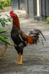 Thai Rooster, a breed originating from Thailand, is known for its tall, upright posture and long legs. It has a distinctive red comb, muscular body. © Joshua Prasetyadi