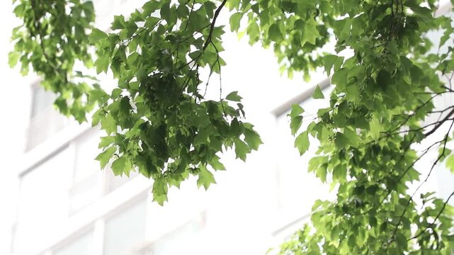 나무 잎사귀 사이로 보이는 아파트 단지와 건물 외관을 올려다보며 촬영한 야외 풍경입니다.