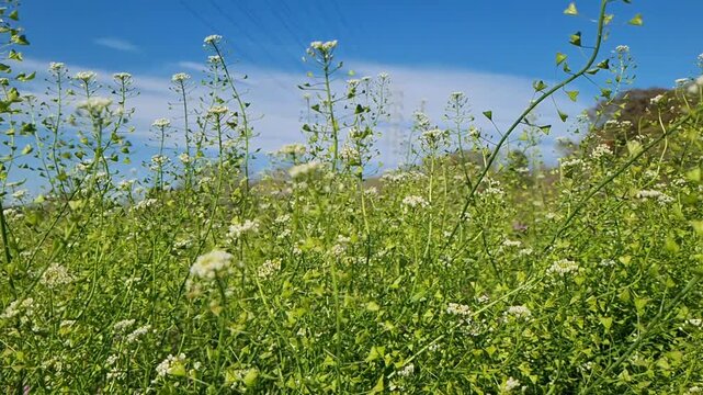 Green wildflowers and shepherd's purse weeds sway gently in a lush meadow under a clear blue sky during a bright sunny day.