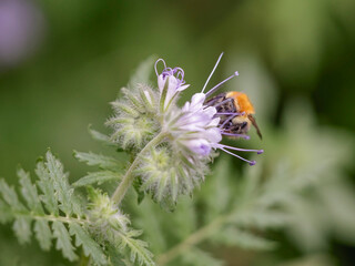 Bee sucking pollen and nectar © Zacarias da Mata