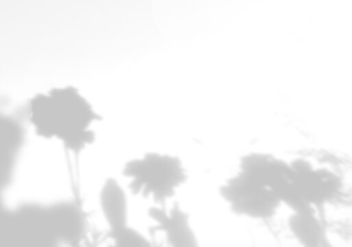 Natural lighting casts shadows from wildflowers on a white background. Mockup