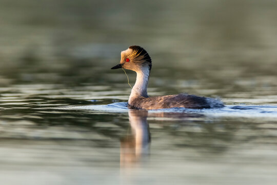 Silvery Grebe in Pampas lagoon environment, Patagonia, Argentina