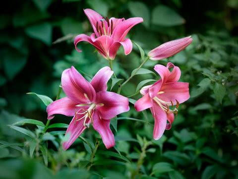 Tree lily - Robina - Lilium - Bright pink flowers