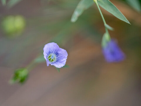 Small wild blue flowers