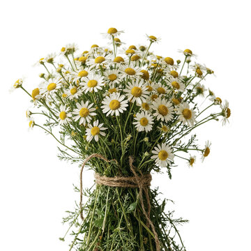 Chamomile Matricaria chamomilla rustic bouquet tied with twine cut out on a transparent background