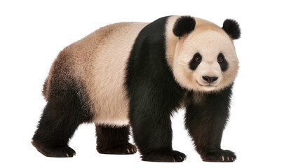 Giant panda bear with black and white fur, isolated on transparent background © Aliona