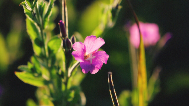 Pink flower, willowherb, wild blossom, close up macro of purple petal blooming in golden sunset light