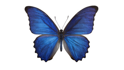 Vibrant blue morpho butterfly with detailed wing patterns, isolated on transparent background © Aliona