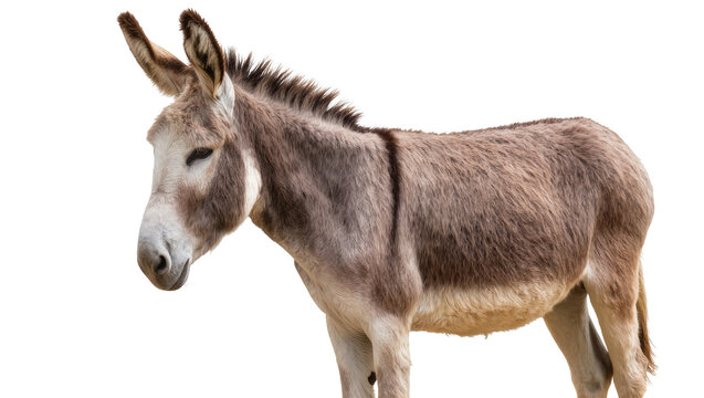 Gray donkey with long ears standing profile, isolated on transparent background