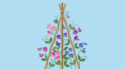 Climbing Sweet Pea Flowers on Bamboo Wigwam Trellis © Bima
