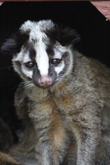 Obraz premium Masked Palm Civet Peeking Out from Its Shelter