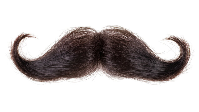 Dark brown curly handlebar mustache, isolated on transparent background