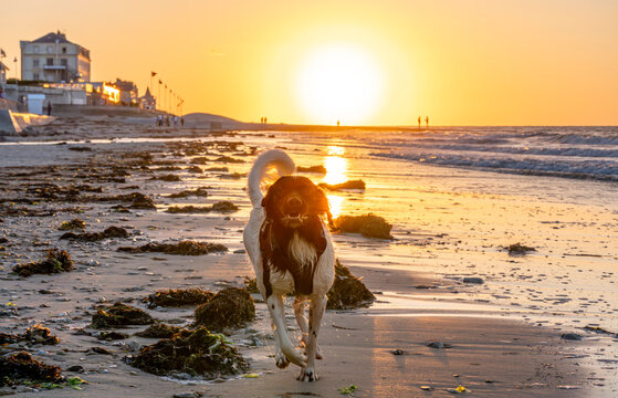 Saint-Aubin-Sur-Mer, France - 07 26 2026: A brown and white dog running on the beach with the sun and the jetty behind at golden hour