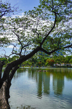 A majestic rain tree stretches across the peaceful lake in Lumphini Park, naturally framing Bangkok&rsquo;s modern skyline in the background. 