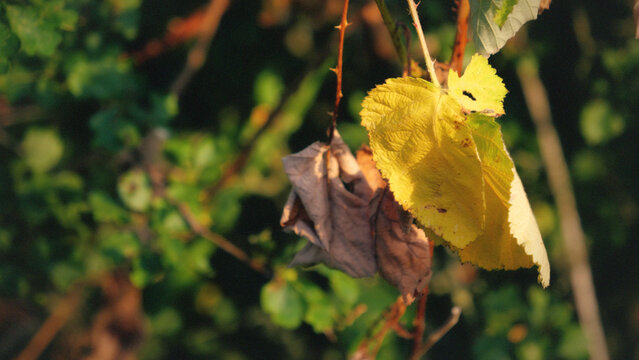 Yellow leaf, autumn foliage, dry leaf, bramble thorn branch closeup in warm golden evening sunlight