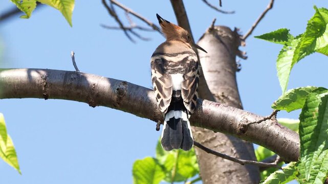 Juvenile Eurasian hoopoe (Upupa epops) calling its parents from a tree branch