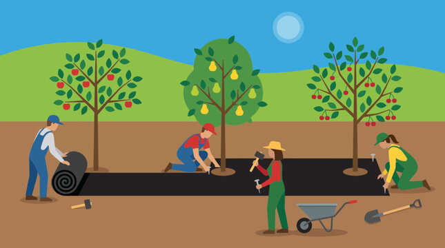Weed Barrier Fabric Being Installed Around Fruit Trees