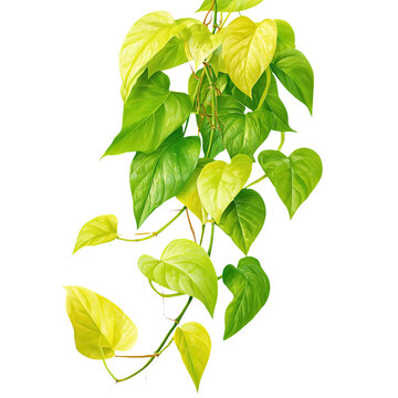 A neon pothos with bright chartreuse leaves, isolated on white background.