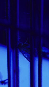 Dead moth resting inside electric UV insect trap, symbolizing household insect management, flying pest reduction and indoor cleanliness