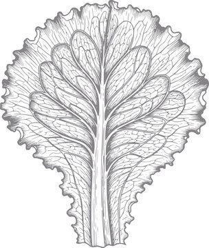 Dibujo detallado a mano de una hoja de lechuga fresca