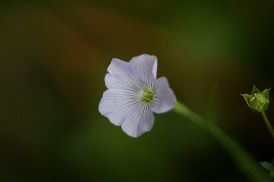 Small wild flowers
