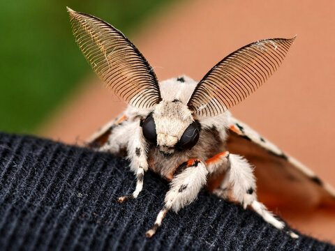 Macro portrait of a white fluffy moth with large feathery antennae sitting on dark fabric