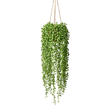 A hanging string of pearls succulent with long cascading, isolated on white background.