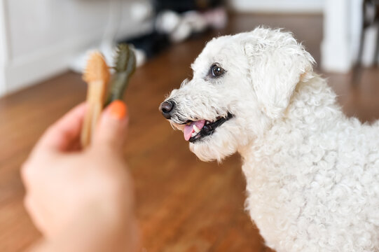 A person holds out two toothbrush-shaped dental chews in the foreground. A white Bichon Frise dog looks toward the pet hygiene treats from a side profile view.