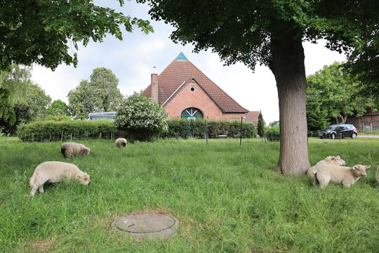 Schafe vor einem alten Bauernhaus in Dannau, einem Ortsteil der Stadt Oldenburg in Holstein	