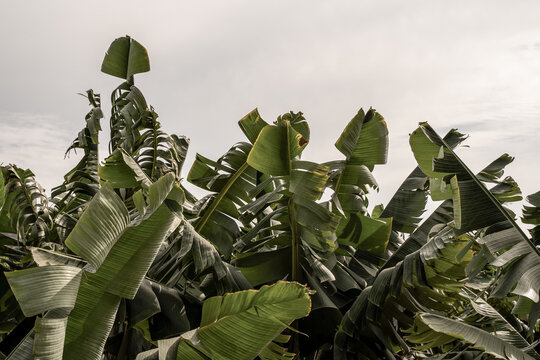 banana palm tree leafes and blue sky background