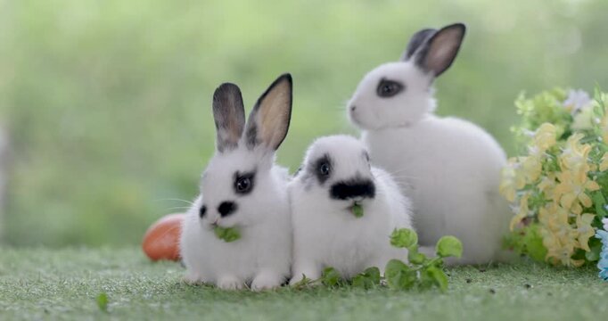 Baby bunny easter fluffy rabbit eating food, grass, on green garden nature flowers background on sunny day, Lovely mammal with bright eyes in nature life. Symbol of easter day.  Lovely bunny easter.