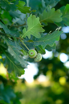 young green acorns in oak leaves on tree branches close up, abstract natural background. forest landscape with oak acorns in foliage. summer season. element for design. copy space