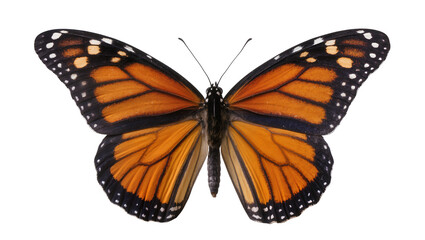 Orange monarch butterfly with black veins and white spots, isolated on transparent background © Luca