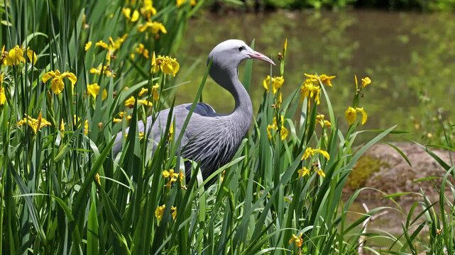 The Blue Crane, Grus paradisea, is an endangered bird specie endemic to Southern Africa. It is the national bird of South Africa