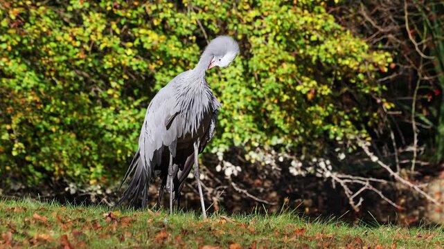 The Blue Crane, Grus paradisea, is an endangered bird specie endemic to Southern Africa. It is the national bird of South Africa